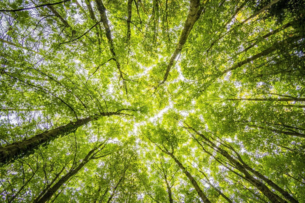 An image of a tree canopy from below